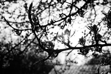 Fototapeta na wymiar black and white blossom