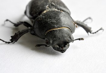 close-up view of a black beetle