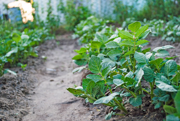 Bushes of young potatoes, aggro photo.