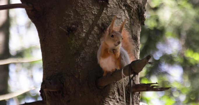Squirrel on the tree eating food. Close-up 4K.