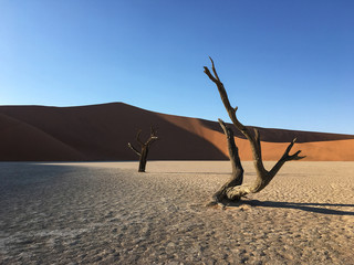 ancient dead trees of the deadvlei, sossusvlei, namibia