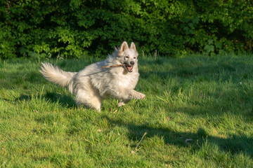 Dog very happy with her stick