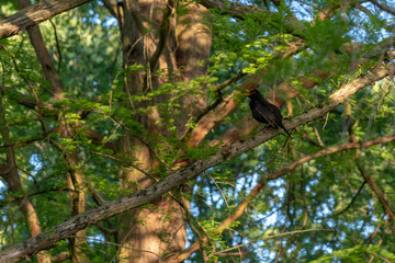 Blackbird whistling on a tree branch
