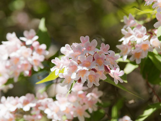 Kolkwitzia amabilis | Großzügige Frühlingsblüte von Kolkwitzie Blumen mit zartrosa Kronblätter, gelb-orange behaarte Kronschlund 