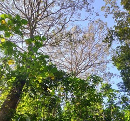 tree in spring