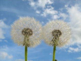 Dandelion Seed pappus with Blue Sky
