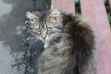 Naklejka na ściany i meble grey furry cat sitting on a bench on the street in spring 