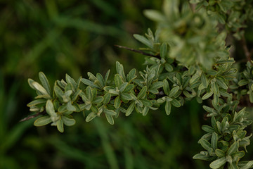 close up of a green plant