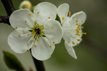 Fototapeta na wymiar white blossom