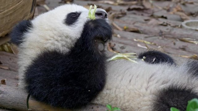 Lazy drowsy sleepy baby panda lying on its back and slowly eating bamboo. The animal is in constant zen, not caring too much. UHD