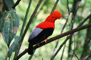 Male Andean Cock-Of-The-Rock in Jardin, Colombia