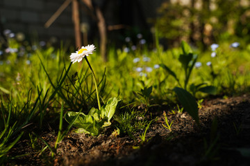 spring garden, kwiaty w ogrodzie, wiosna, wallpaper, stokrotki, macro © Grzegorz