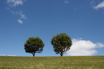 Row of green trees in the shape of ball  stand on a hill. Round trees in perspective in windy summer day. Blue sky, green grass, nobody. Walking in the park with shorn trees and lawn in spring season.