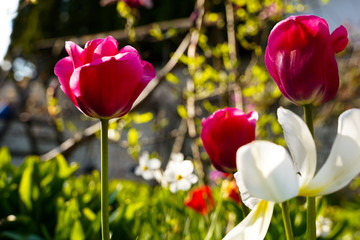 spring garden, kwiaty w ogrodzie, wiosna, wallpaper, tulipan, macro, kwiaty różowe © Grzegorz
