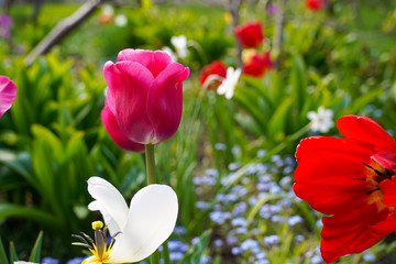 spring garden, kwiaty w ogrodzie, wiosna, wallpaper, tulipan, macro, kwiaty różowe © Grzegorz
