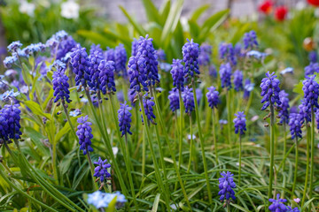 spring garden, kwiaty w ogrodzie, wiosna, wallpaper, kwiaty fioletowe, macro © Grzegorz