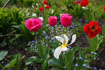 spring garden, kwiaty w ogrodzie, wiosna, wallpaper, tulipany