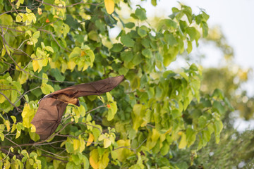 All inclusive, Animal, Atoll, Bat funny, Bat hanging, Bat man, Bats, Beach, COVID-19, Covid, Honeymoon, Iru Fushi, Maldives, Pandemic, Paradise, Sea, Sun Siyam, White sand, upside down bat