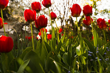 spring garden, kwiaty w ogrodzie, wiosna, wallpaper, tulipany, macro, czerwony kwiat, 