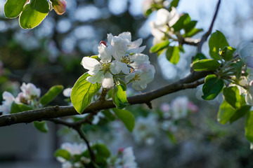 spring garden, kwiaty w ogrodzie, wiosna, wallpaper, stokrotki, macro, kwitnący sad, jabłoń, kwiat jabłoni