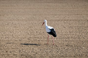 White Stork walk in the field - Ciconia ciconia