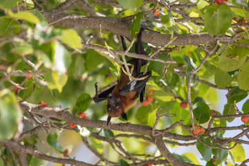 All inclusive, Animal, Atoll, Bat funny, Bat hanging, Bat man, Bats, Beach, COVID-19, Covid, Honeymoon, Iru Fushi, Maldives, Pandemic, Paradise, Sea, Sun Siyam, White sand, upside down bat
