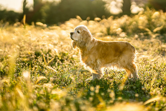 Adorable golden Cocker Spaniel puppy looking away and waiting for owner while sitting on meadow in sunny summer day in countryside