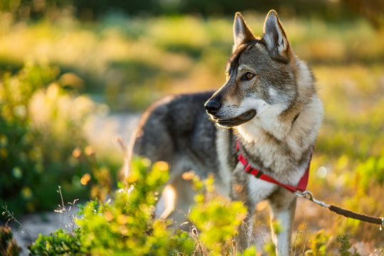 Adorable alert wolfdog with leash looking away while standing on green field in sunny summer day