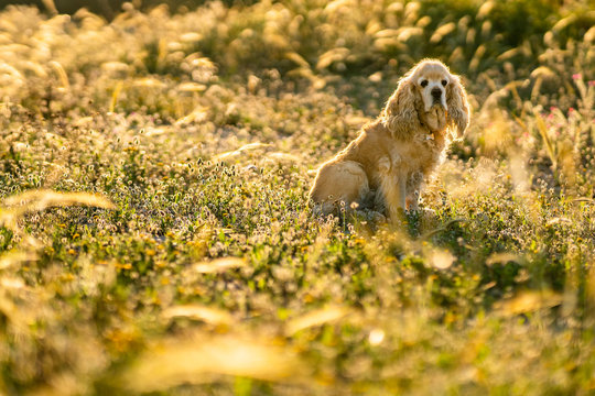 Adorable golden Cocker Spaniel puppy looking away and waiting for owner while sitting on meadow in sunny summer day in countryside