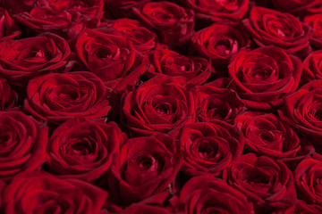 Tapis de roses rouges