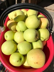 mela mele frutta bracciante raccoltamele agricoltura agricoltore