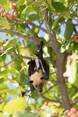 All inclusive, Animal, Atoll, Bat funny, Bat hanging, Bat man, Bats, Beach, COVID-19, Covid, Honeymoon, Iru Fushi, Maldives, Pandemic, Paradise, Sea, Sun Siyam, White sand, upside down bat