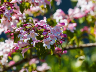 Kolkwitzia amabilis | Kolkwitzie oder Perlmuttstrauch, schöner Blütenstrauch mit Blumen in rosa und weißen Glocken, gelb-orange behaarte Kronschlund