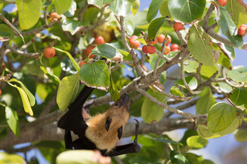 All inclusive, Animal, Atoll, Bat funny, Bat hanging, Bat man, Bats, Beach, COVID-19, Covid, Honeymoon, Iru Fushi, Maldives, Pandemic, Paradise, Sea, Sun Siyam, White sand, upside down bat