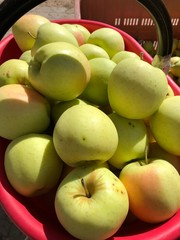 mela mele frutta bracciante raccoltamele agricoltura agricoltore