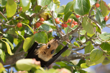 All inclusive, Animal, Atoll, Bat funny, Bat hanging, Bat man, Bats, Beach, COVID-19, Covid, Honeymoon, Iru Fushi, Maldives, Pandemic, Paradise, Sea, Sun Siyam, White sand, upside down bat