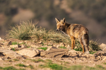 Lovely fox in the field