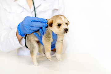 vet checking the heart rate of puppy. Examination of a pet with a stethoscope in a vet clinic.On white background