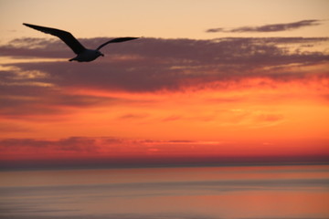 Plakat - Seagulls flys to start the day. - While the sun is rising. Red Sky