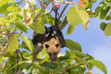 All inclusive, Animal, Atoll, Bat funny, Bat hanging, Bat man, Bats, Beach, COVID-19, Covid, Honeymoon, Iru Fushi, Maldives, Pandemic, Paradise, Sea, Sun Siyam, White sand, upside down bat