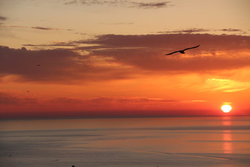 Naklejka na ściany i meble - Seagulls flys to start the day. - While the sun is rising. Red Sky