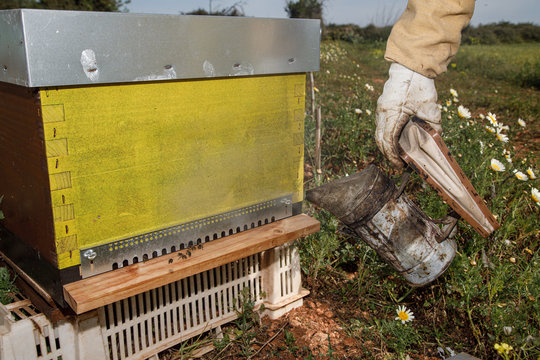Crop anonymous beekeeper in protective gloves fumigating beehive with smoker while working on apiary in summer day