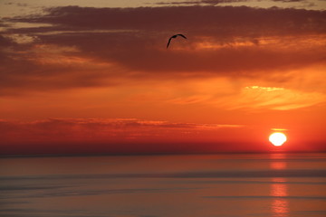 - Seagulls flys to start the day. - While the sun is rising. Red Sky