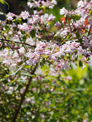 Obraz premium Kolkwitzie oder Perlmuttstrauch (Kolkwitzia amabilis)