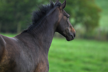 Obraz premium Portrait of beautiful horse with long mane. Domestic animal in farm. Farm concept