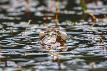 Frog during mating on the lake