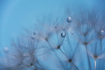 Dew drops on dandelion seeds macro. Sparking droplets water. Blue background
