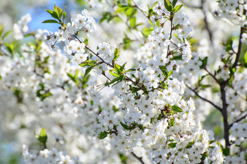 flowering cherry branches lit by the sun. Close-up. Concept - The revival of nature.