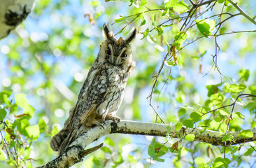 a barn owl sits on a birch branch, among the leaves. Concept - protection of rare animals