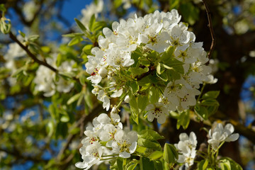 Bird Cherry Tree in Blossom. View of blooming Sweet Bird-Cherry Tree in Spring
